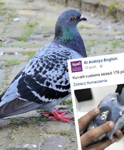 Zatrzymano gołębia. Ptak przemycał narkotyki do innego kraju