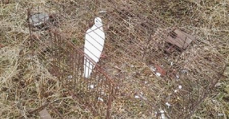 Głogów. Gołąb zdradził kłusownika. Zaprowadził policjantów do jego domu
