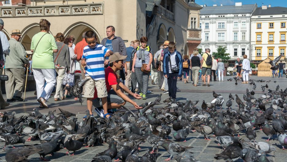Jednym z poważnych zagrożeń dla historycznych budowli są skutki bytowania w pobliżu i na budynkach dużych grup ptaków