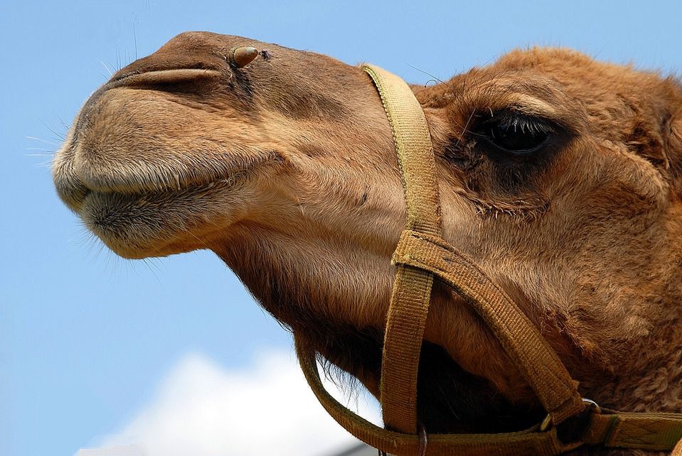 Arabia Saudyjska: Zakaz operacji plastycznych na wielbłądach