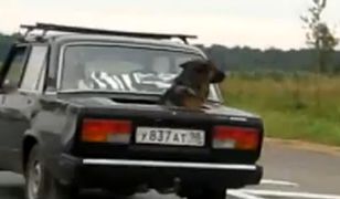 Pieskie życie w Rosji