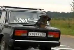 Pieskie życie w Rosji