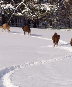 Zwierzęta z gdańskiego zoo zapraszają w święta