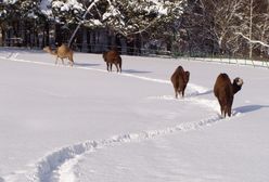 Zwierzęta z gdańskiego zoo zapraszają w święta