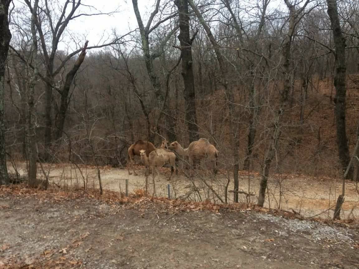Zwierzaki przechadzały się poboczem Rock Creek Rd, niedaleko St. Louis w stanie Minnesota