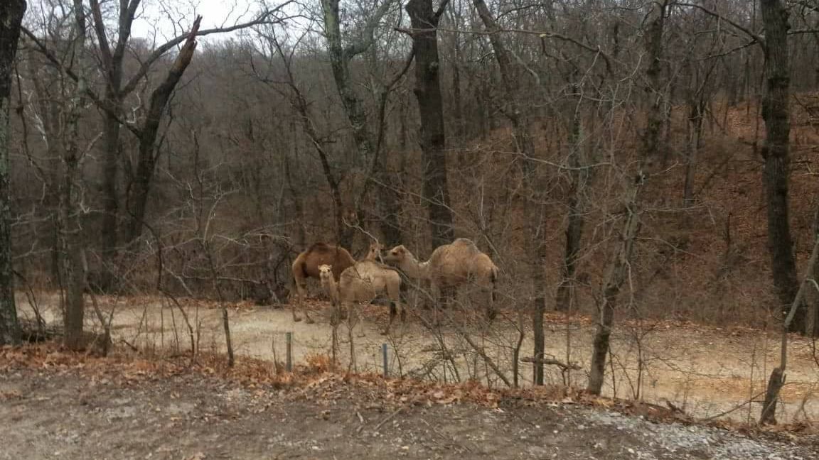 Zwierzaki przechadzały się poboczem Rock Creek Rd, niedaleko St. Louis w stanie Minnesota