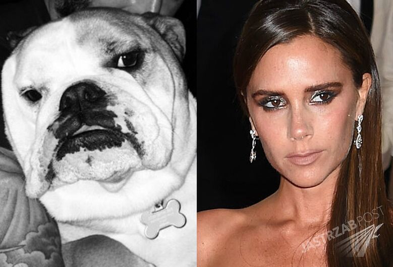 Victoria Beckham nawet psa ubiera w swoje kreacje