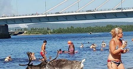 Upały w Wiosce Świętego Mikołaja. W wodzie chłodzą się nawet renifery