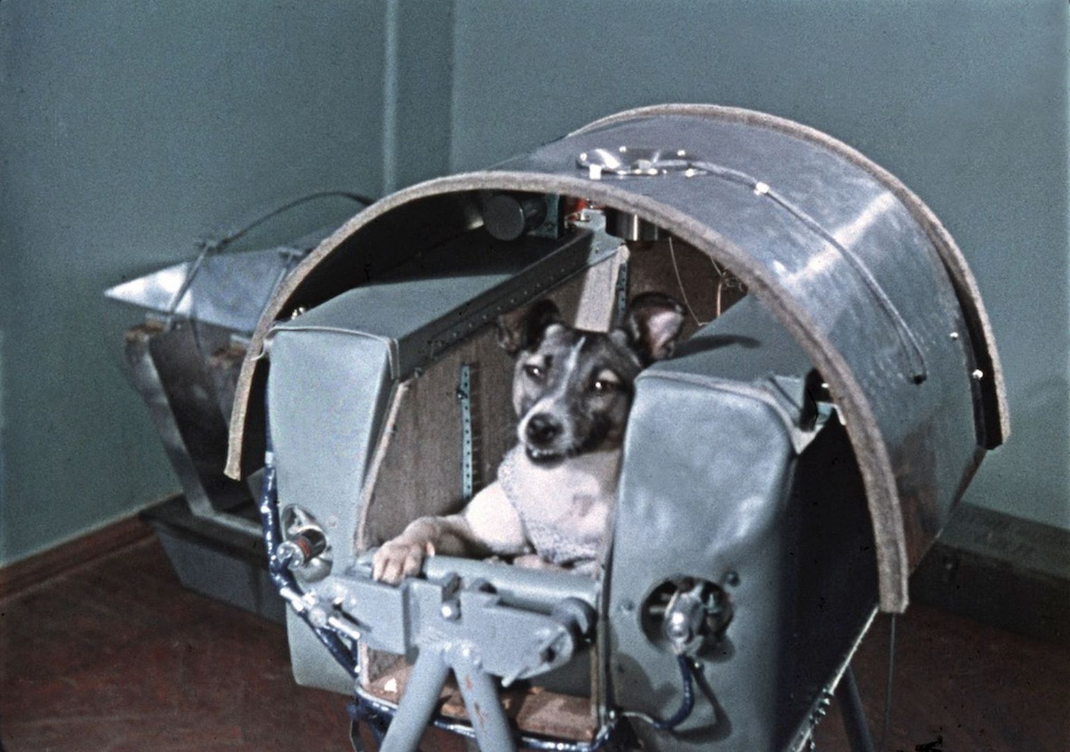 Łajka - pierwszy pies, który okrążył Ziemię
