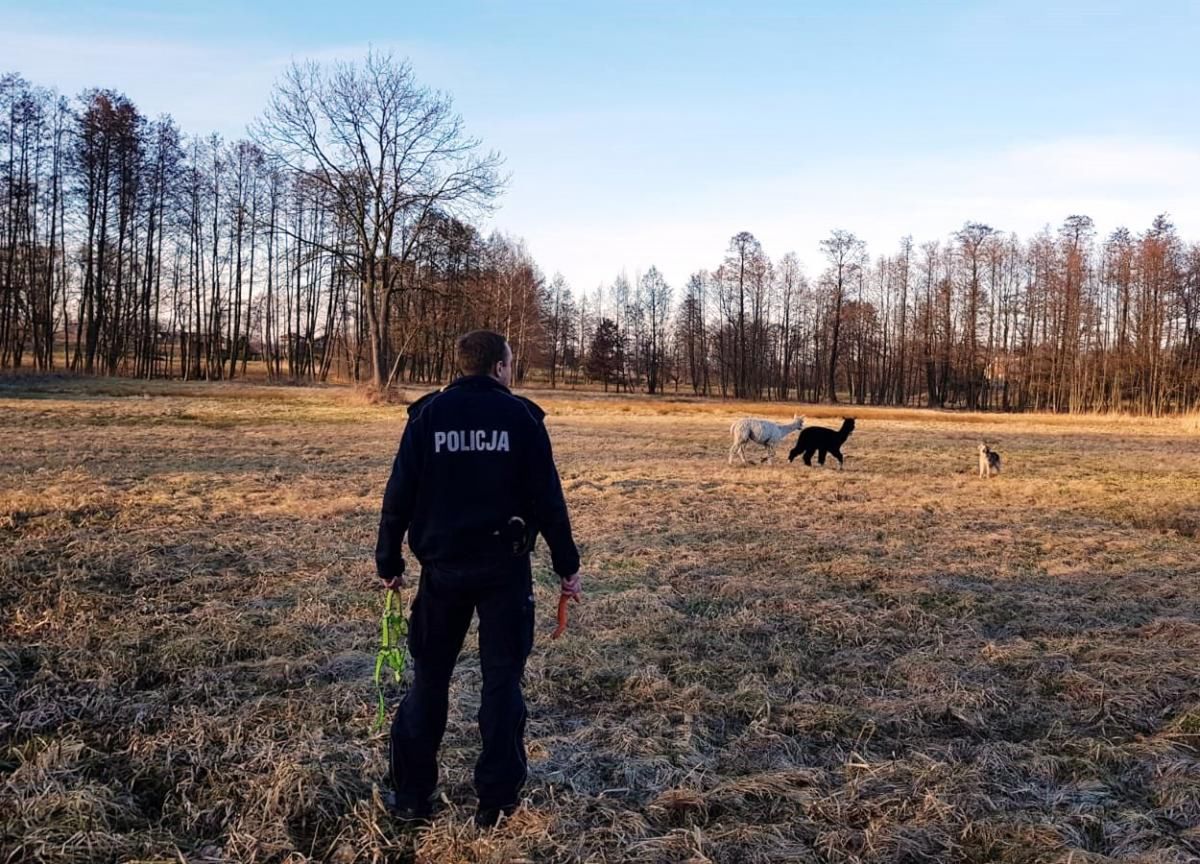 Dwie alpaki wybrały się na przechadzkę. Pościg policjantów za egzotycznymi uciekinierkami