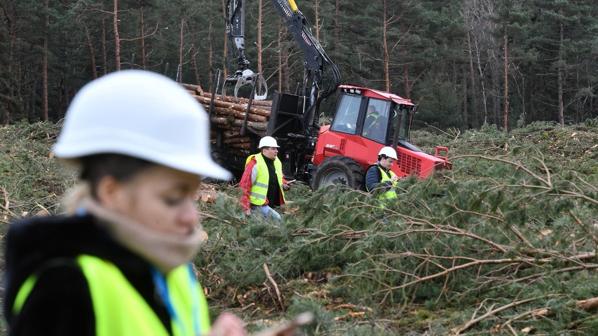 To już koniec wycinki drzew na Mierzei Wiślanej - poinformowały Lasy Państwowe