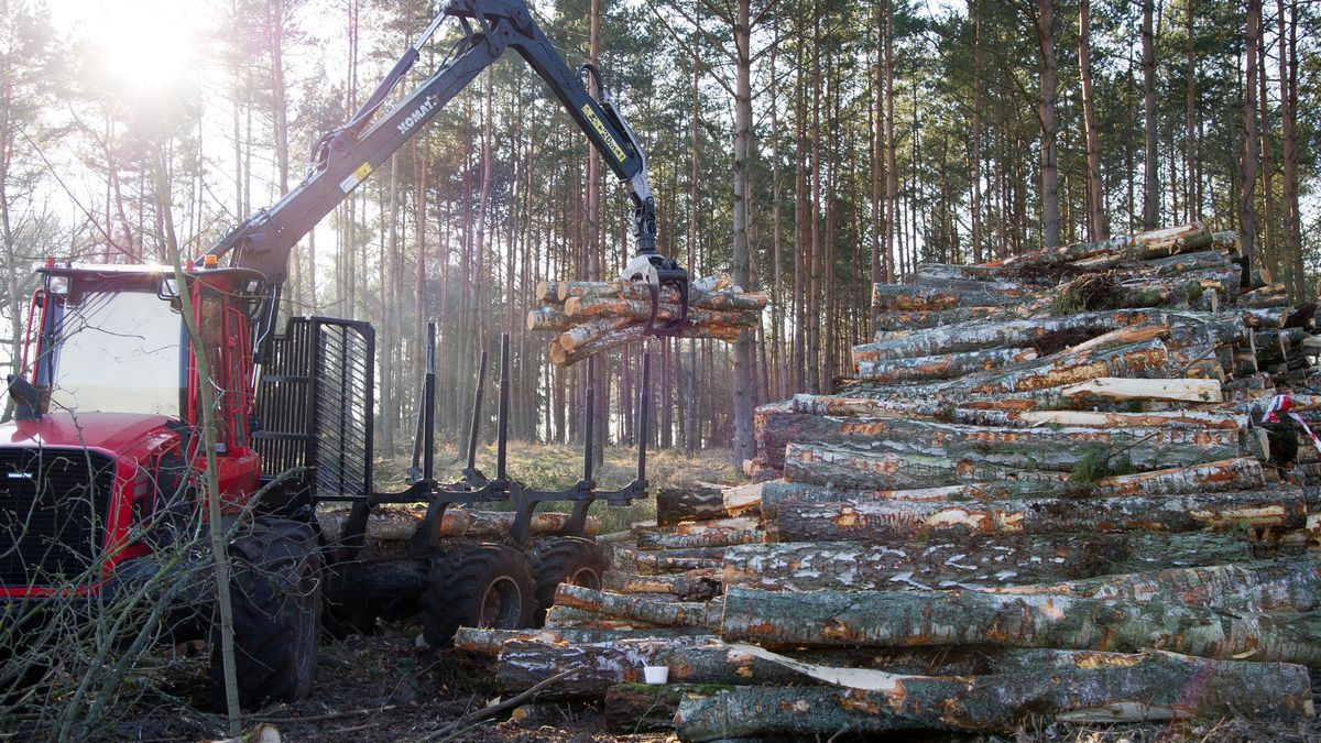 16.02.2019 Skowronki Budowa przekopu przez Mierzeje Wislana Wycinka drzew