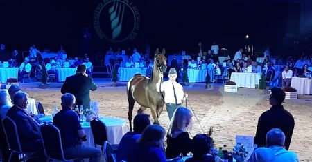Polak kocha araba i tęskni za dumą. Po pół wieku został wstyd i żal