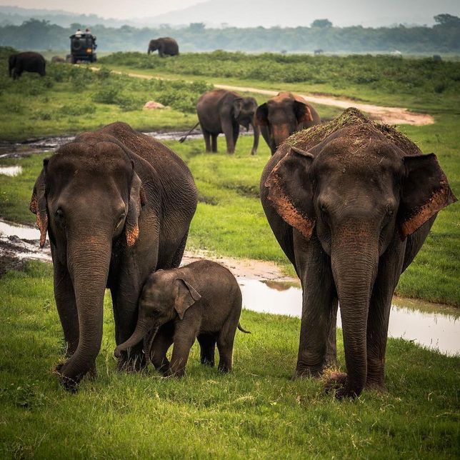 Słonie są symbolem Sri Lanki 