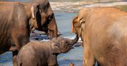 Sri Lanka: spotkanie ze słoniem