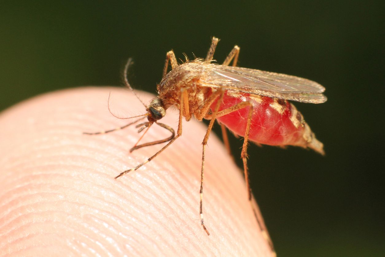 Szczepionka na malarię gotowa. Choroba zabija co roku 250 tysięcy dzieci