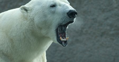 Rosja. Niedźwiedzie polarne opanowały wioskę. Mieszkańcy przerażeni