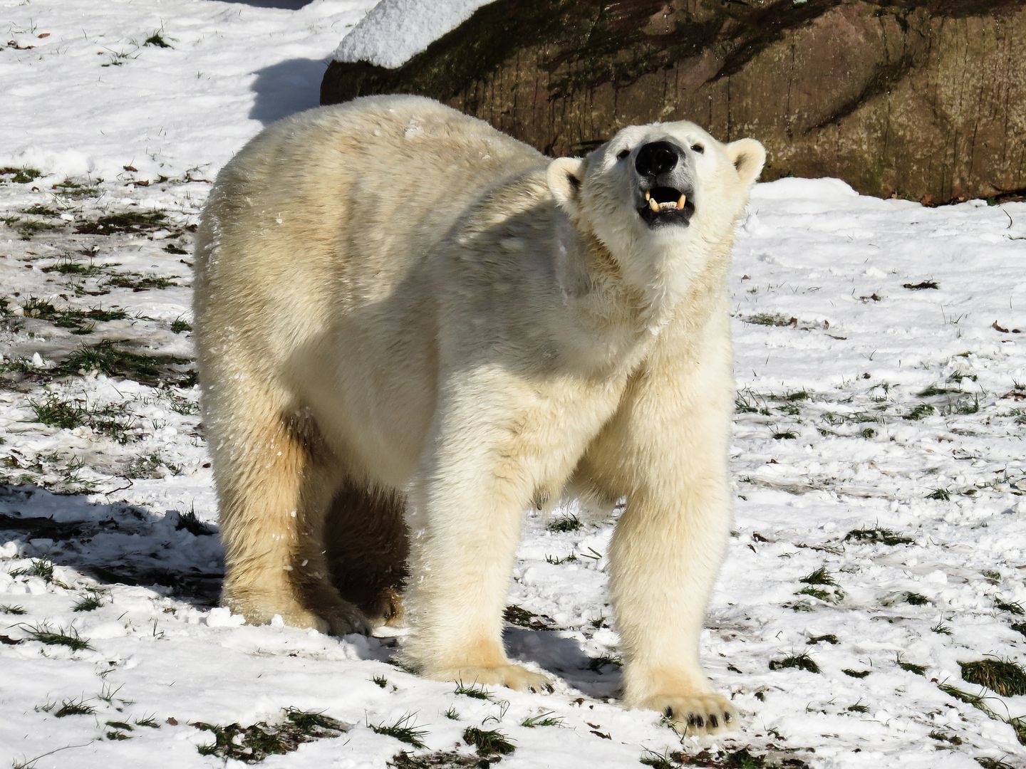 Niedźwiedź polarny zabił Kanadyjczyka. Mężczyzna uratował córki