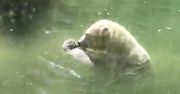 Niedźwiedź polarny "próbuje ożywić" swój obiad
