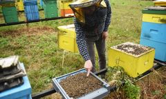 Małopolska. Padło 3,5 mln pszczół. Prawdopodobnie zostały otrute