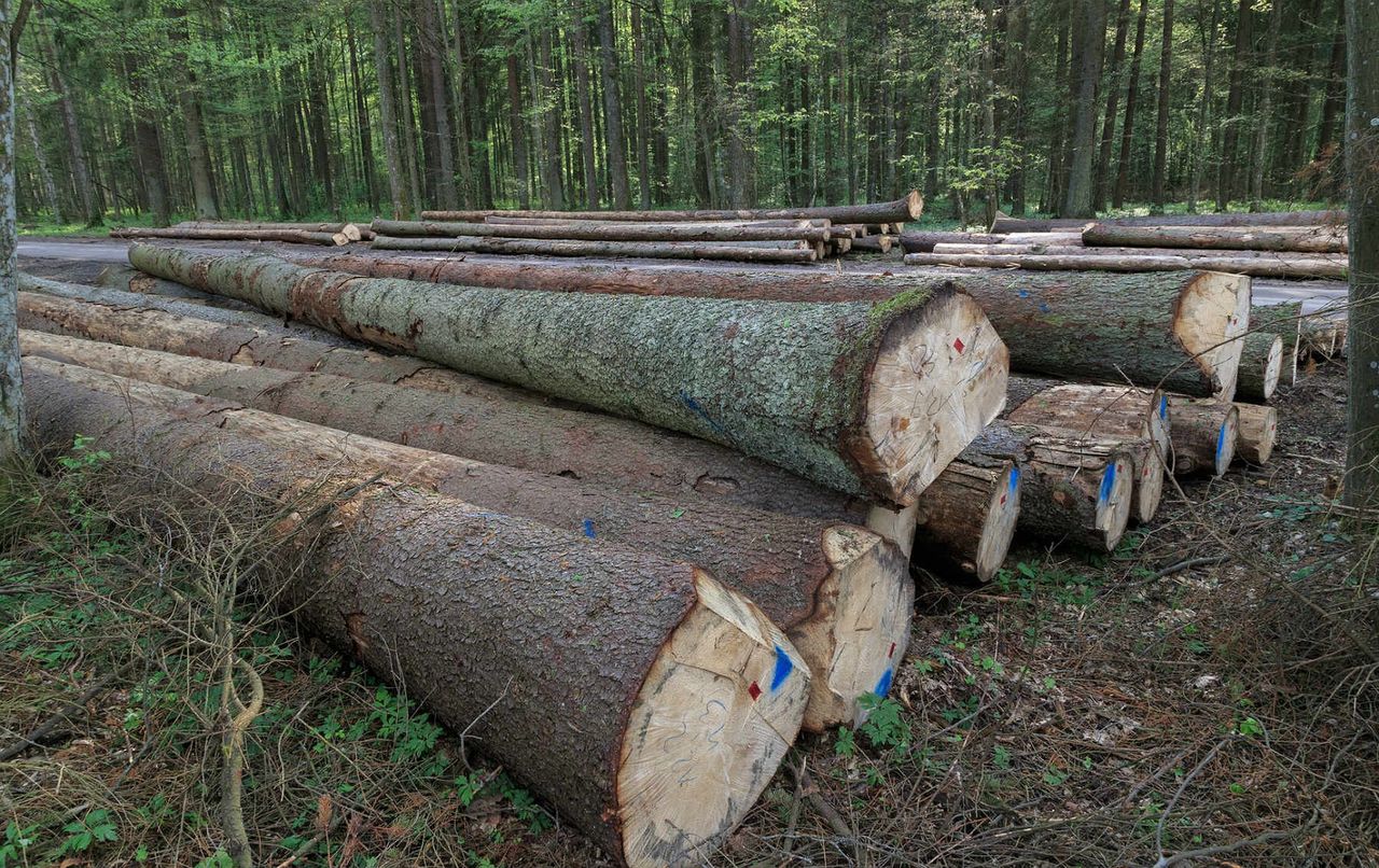 Koniec sporu o Puszczę Białowieską. TSUE wyda wyrok