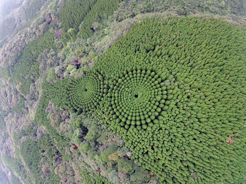 Niezwykły, okrągły las. To nie UFO, to japońscy naukowcy