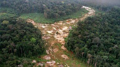 Brazylijski las tropikalny