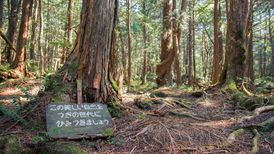 Rosnący u podnóża góry Fudżi Las Aokigahara, znany jest pod różnymi nazwami. Jedni określają go mianem Morza Drzew, inni Lasem Wisielców