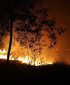Pożar lasu koło Dańca