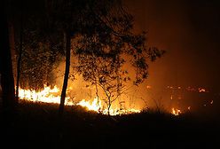 Pożar lasu koło Dańca