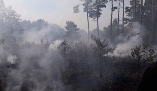 Gorzów Wielkopolski. Pożar lasów koło Marwic i Santocka. W akcji pięć samolotów gaśniczych