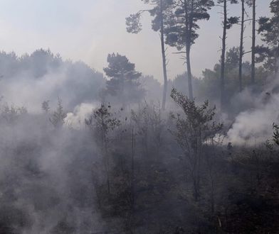 Koronawirus w Polsce. Kontrowersje wokół zakazu wstępu do lasów