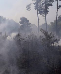 Koronawirus w Polsce. Kontrowersje wokół zakazu wstępu do lasów