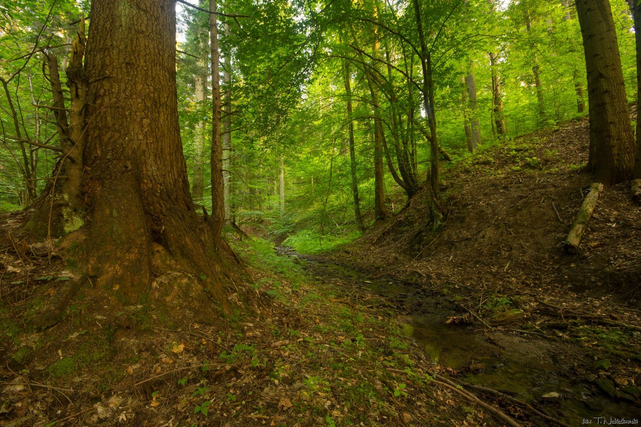 Puszcza Karpacka. Turnicki Park Narodowy. Nasza druga Białowieża
