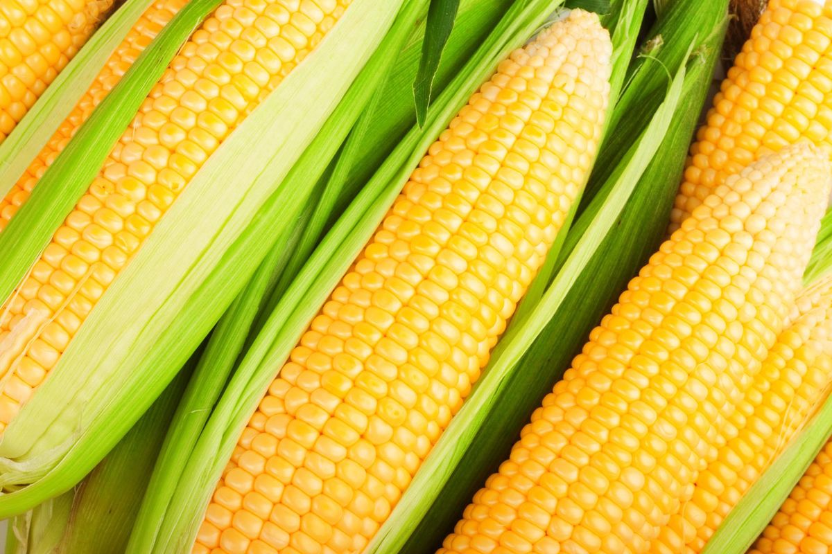 Kukurydza w roli głównej
