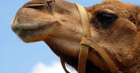 Arabia Saudyjska: Zakaz operacji plastycznych na wielbłądach