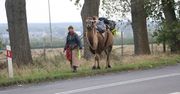 Wykupiła wielbłąda z cyrku. Idzie z nim przez Polskę do Mongolii