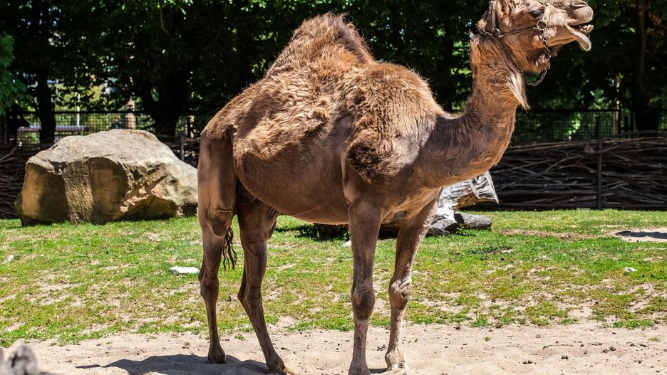 Wielbłąd uciekł z cyrku