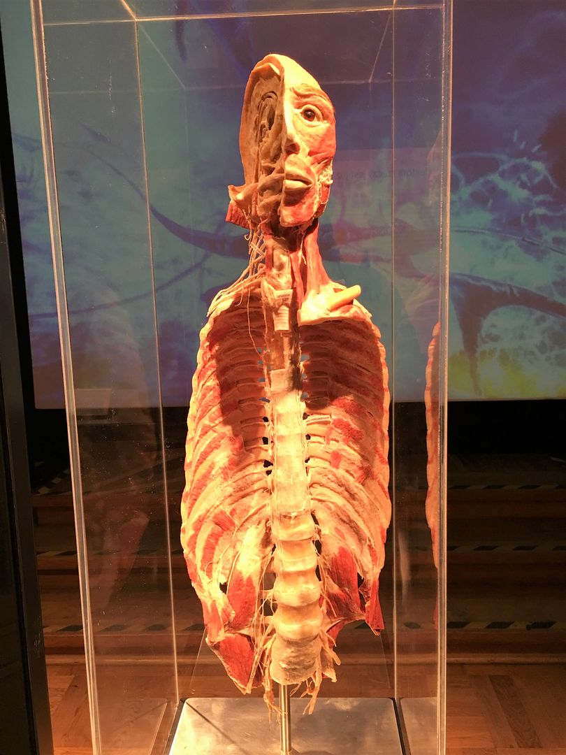 "Body worlds. The cycle of life" w Warszawie