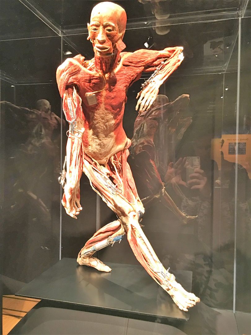 "Body worlds. The cycle of life" w Warszawie