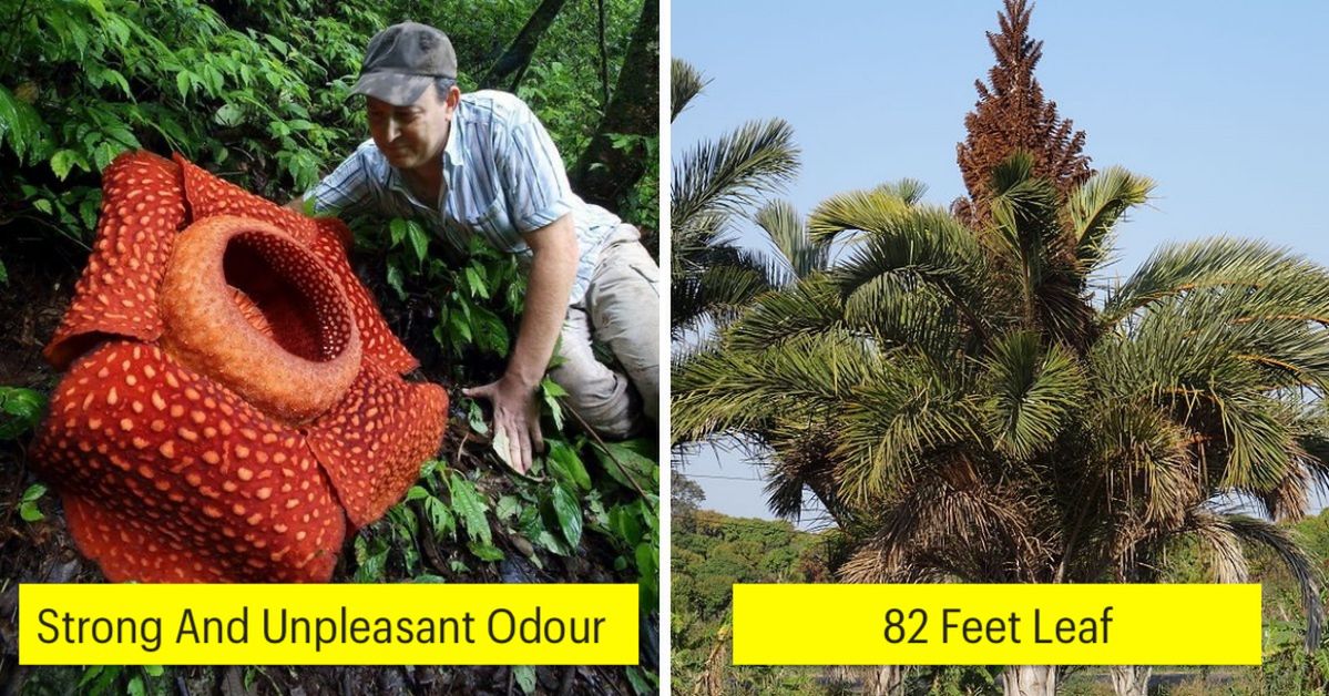 10 Impressive Record Holding Plants  That Deserve a Place in the Guinness Book!
