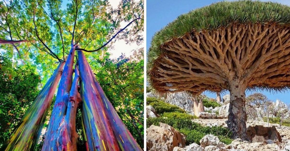 16 Unique Trees That Look Like Something Else From Another Dimension