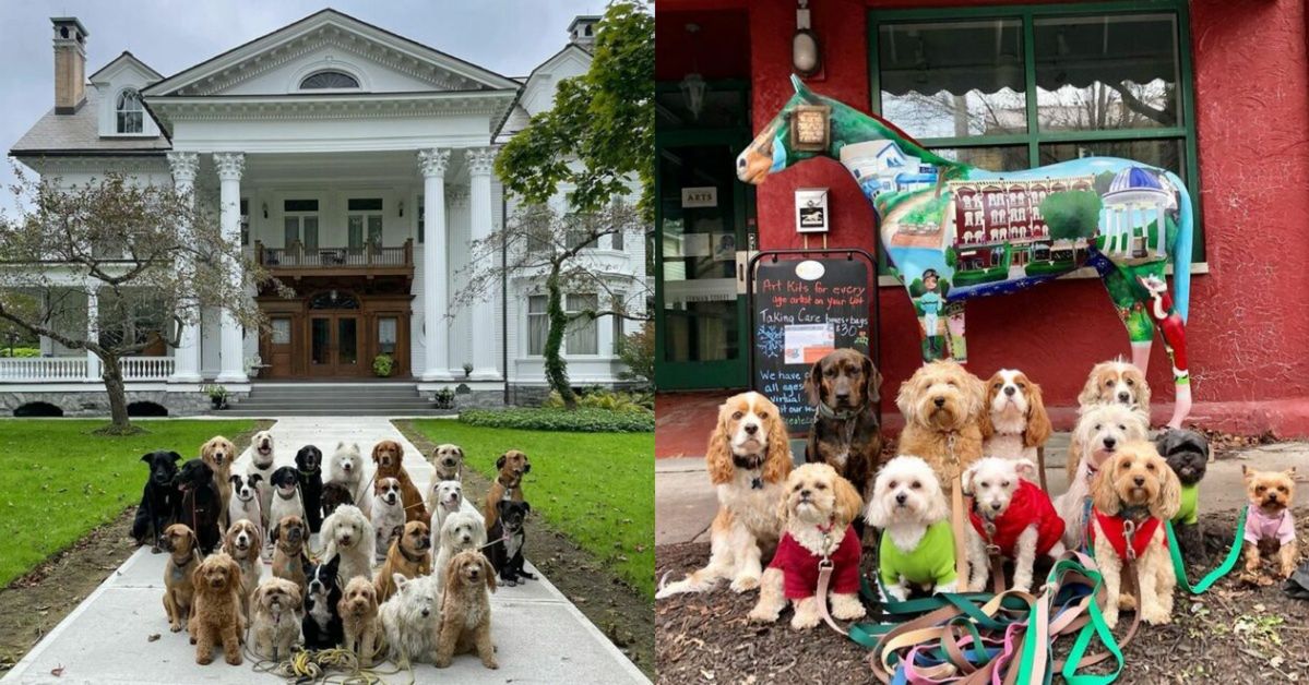 12 Photos of Dogs Being Walked in Large Packs