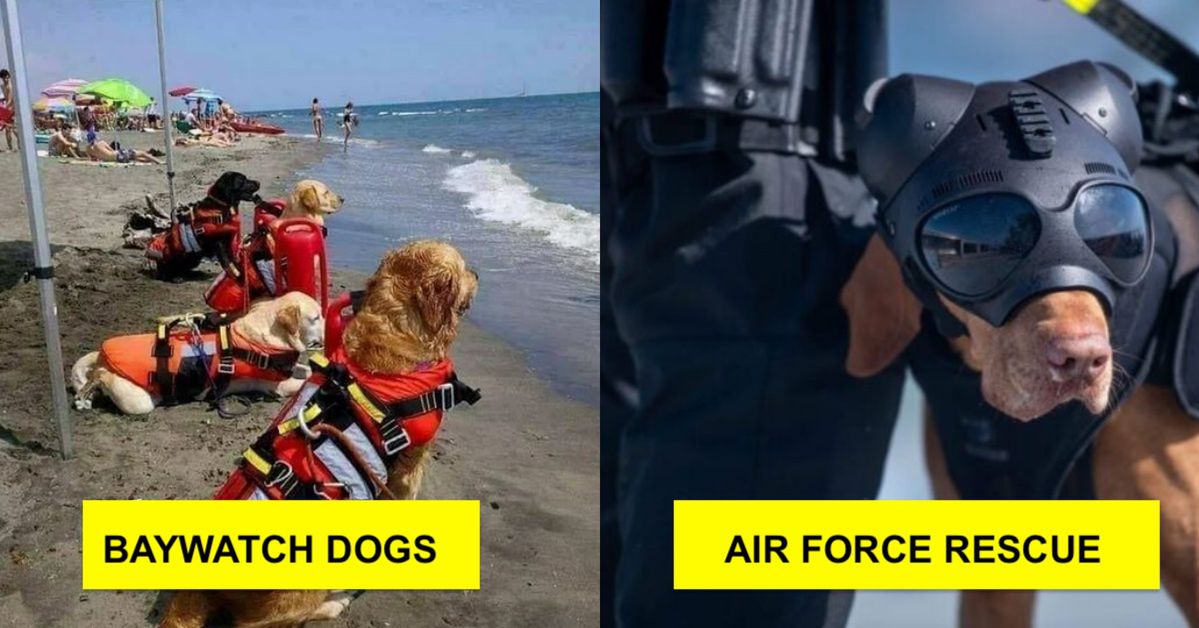 17 Dogs Which Are Not Afraid of Any Job. Brave, Fearless and Often Invincible!