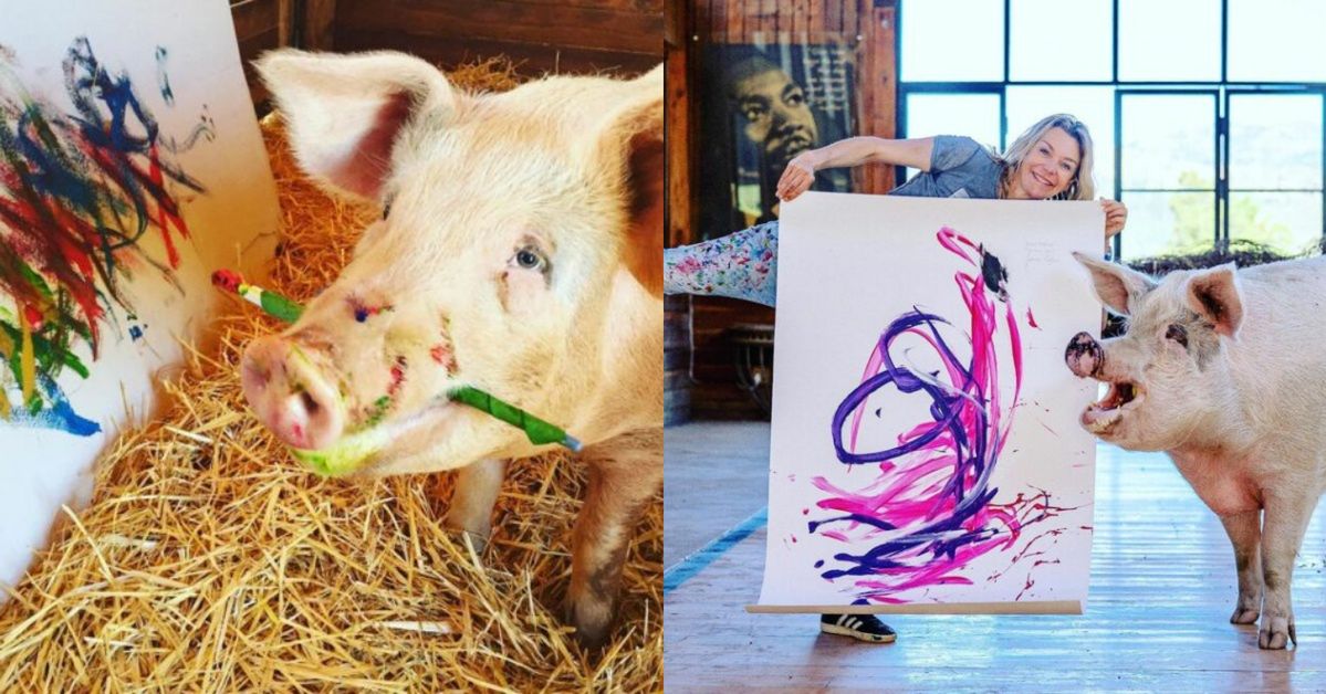 A Pig With an Artistic Soul Became a Painter. Pigcasso Grabs Brushes in His Snout and Creates Colorful Compositions