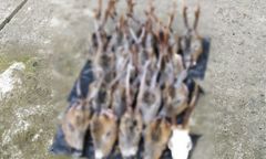 Kłusownik wpadł przez narkotyki. W domu miał 18 głów koźląt