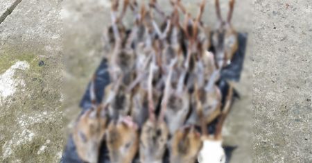 Kłusownik wpadł przez narkotyki. W domu miał 18 głów koźląt