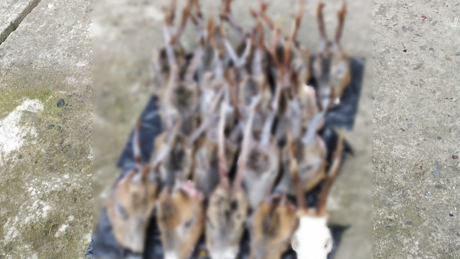 W zamrażarkach znajdowało się 18 głów koźląt