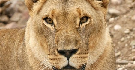 Niemcy. Dramat w zoo w Lipsku. Niewytłumaczalny atak lwicy