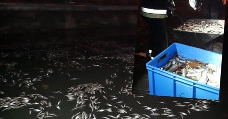 Zalew w Krakowie zatruty? 150 kg śniętych ryb